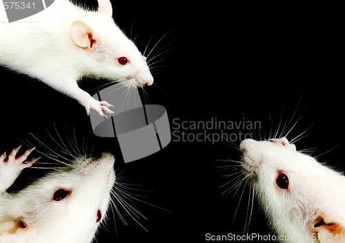 Image of White Rat Trio