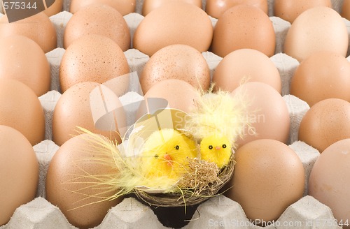 Image of Easter Chickens