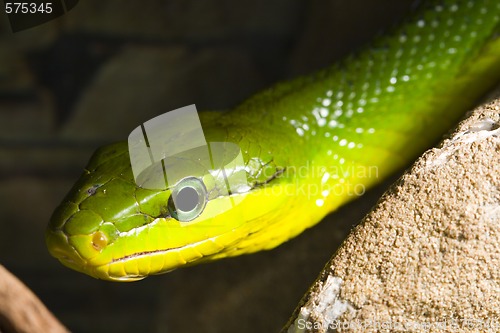 Image of Red Tailed Racer