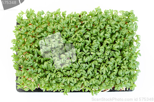 Image of watercress