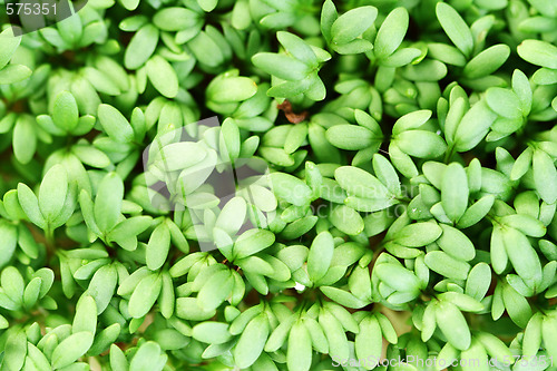 Image of watercress