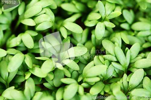 Image of watercress