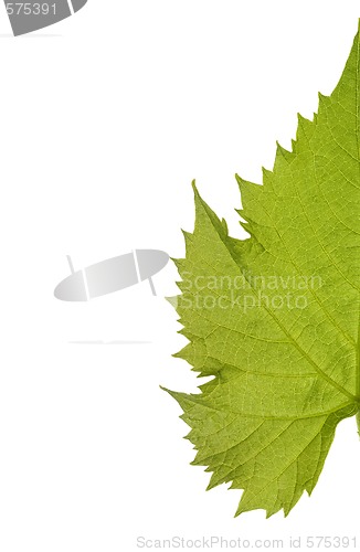 Image of Grape leaf