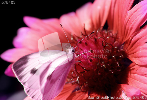 Image of Red flower with a butterfly