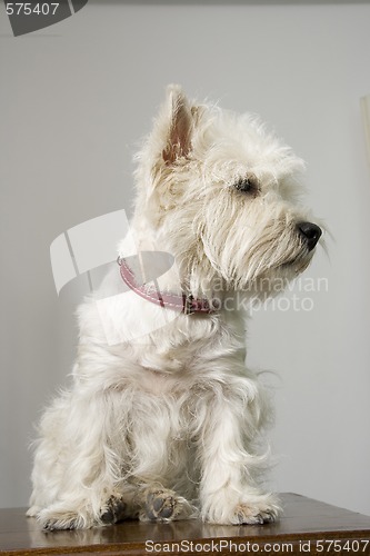 Image of white terrier