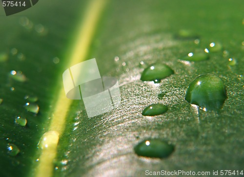 Image of BIG Drops on a leaf