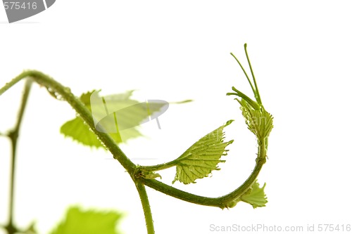 Image of Grape leaf