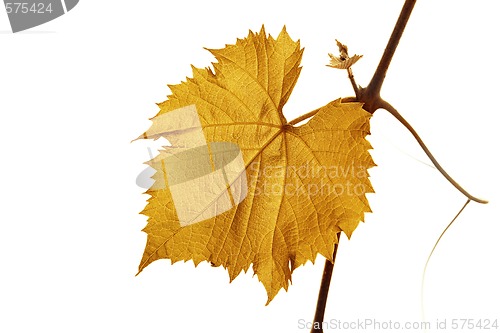 Image of Grape leaf