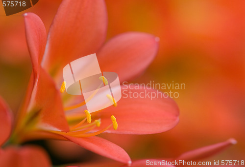 Image of red clivea flower