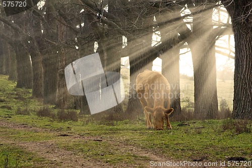 Image of cow eating grass
