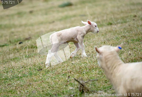 Image of young lamb on the farm