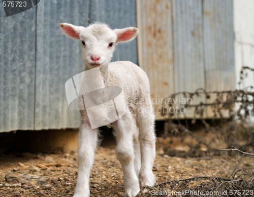 Image of young lamb on the farm