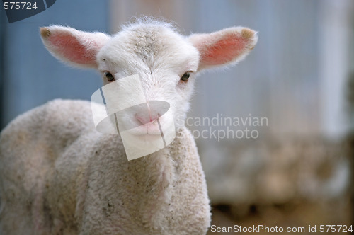 Image of young lamb on the farm