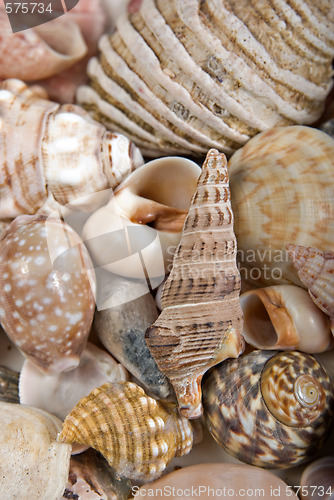 Image of seashells background