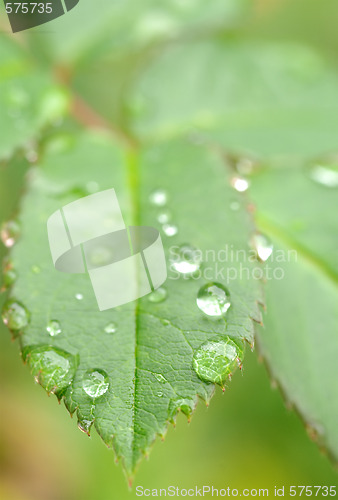 Image of water drops on leaves