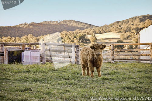 Image of highland cow on the farm