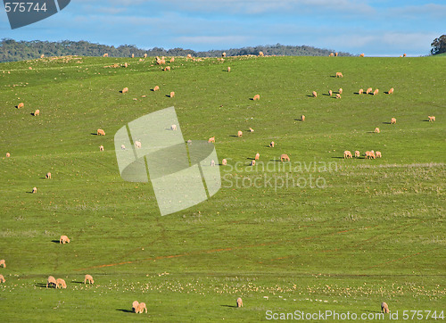 Image of sheep in the field