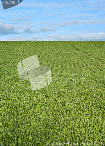 Image of lush green grass