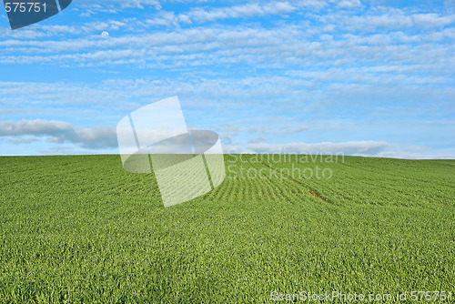 Image of lush green grass