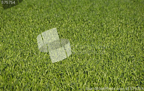 Image of lush green grass