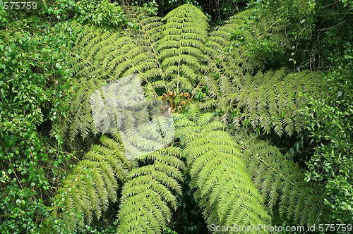 Image of tree fern in  the rainforest