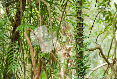 Image of beauty of the rainforest