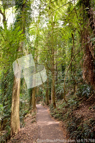 Image of beauty of the rainforest