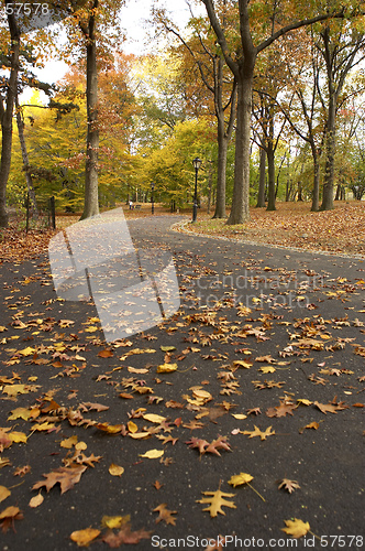 Image of Pathways within the ramble