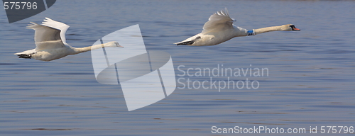 Image of flying swans