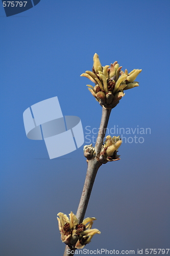 Image of buds