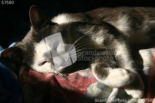 Image of Sleeping cat