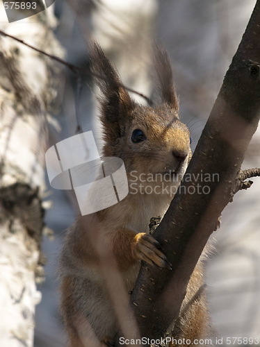 Image of red squirrel