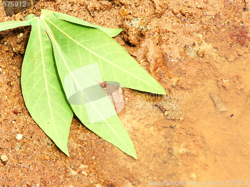 Image of Leaf on soil