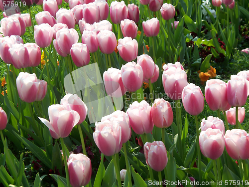 Image of pink tulips