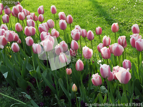 Image of tulips in a park