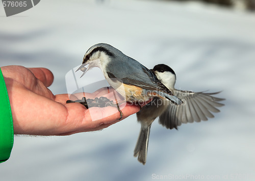 Image of Birds on the hand