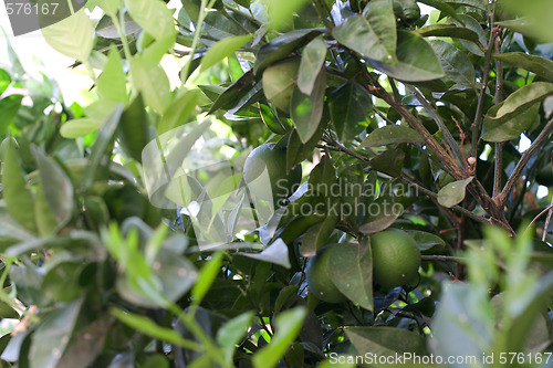 Image of Lemon tree