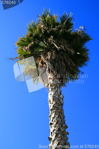 Image of Tropical Palm Tree