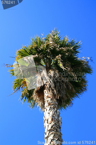 Image of Tropical Palm Tree