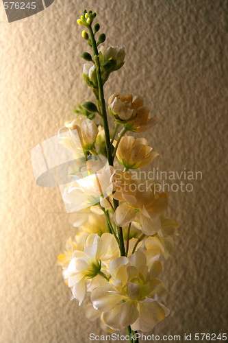 Image of White Orchid