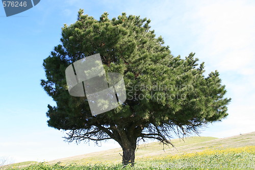 Image of Single Tree