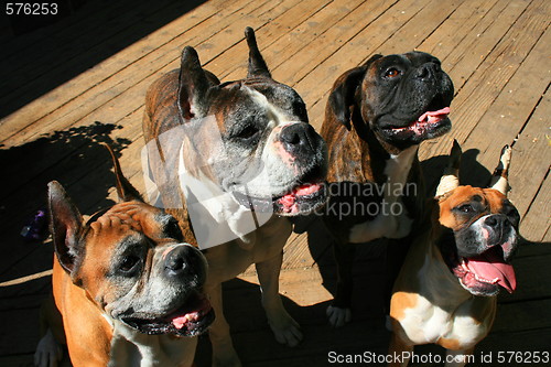 Image of Four Boxer Dogs