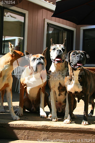 Image of Four Boxer Dogs