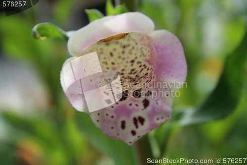 Image of Foxglove Flower