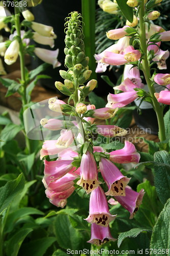 Image of Foxglove Flower