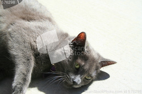Image of Gray Domestic Short Hair Cat