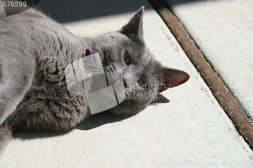 Image of Gray Domestic Short Hair Cat