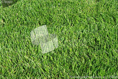 Image of Green Grass