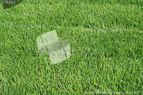 Image of Green Grass