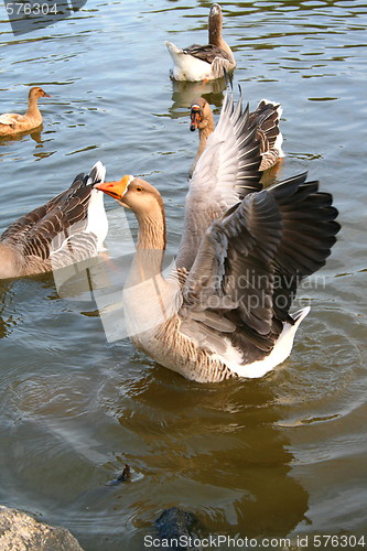 Image of Grey Goose